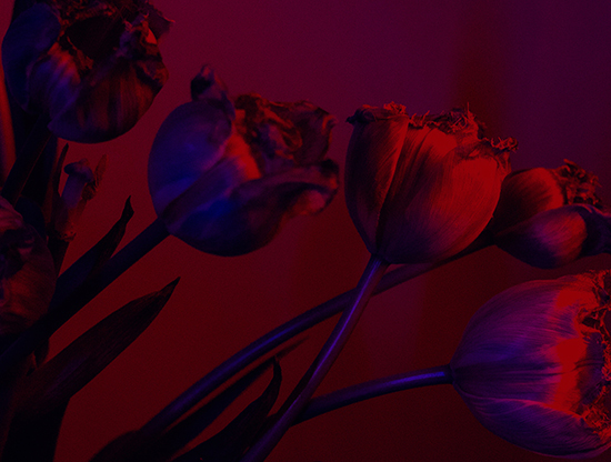 Faut-il être honnête en amour ? 