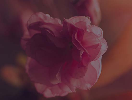 Ce que racontent nos baisers