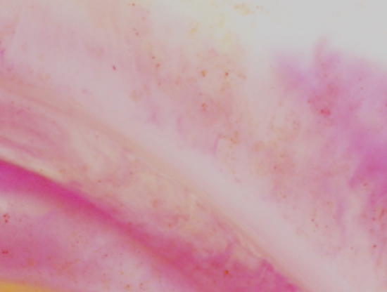 L’amour selon les poétesses